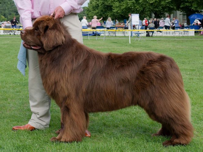 Winner of Special Open Brown Dog