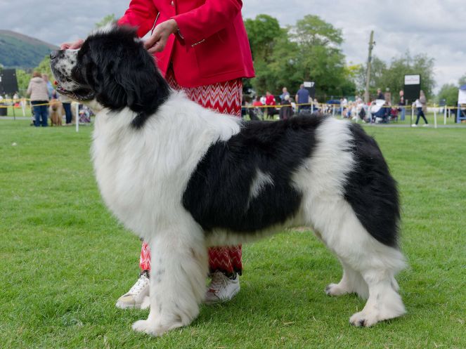 Winner of Special Open White & Black Dog