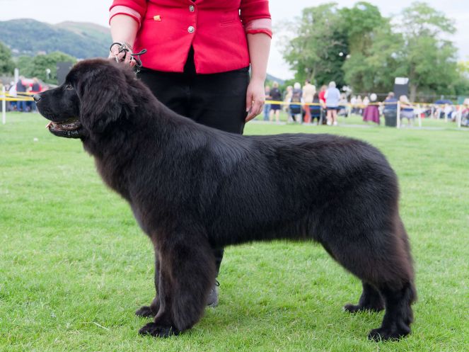 Winner of Minor Puppy Bitch