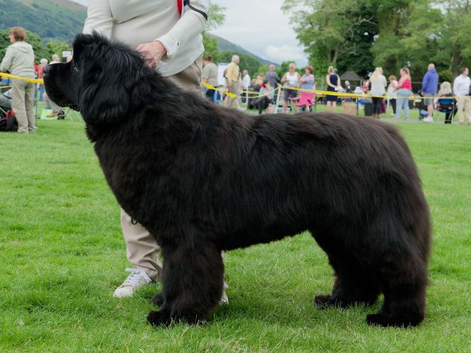 Winner of Junior Dog