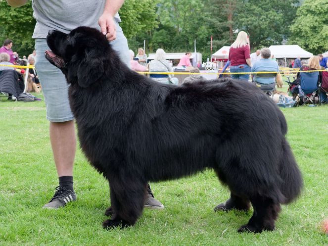 Winner of Graduate Dog