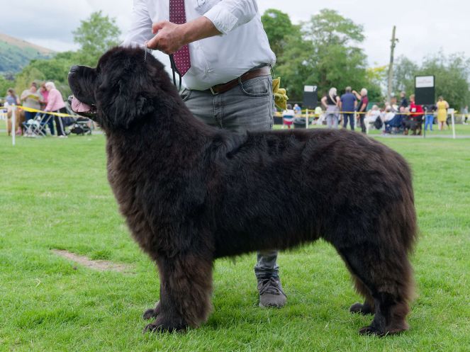 Winner of Post Graduate Dog