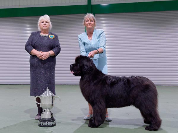 Best In Show at the 19 October 2024 Newfoundland Club Championship Show