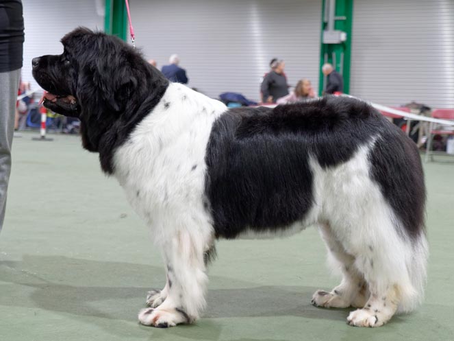 Winner of Special Open White & Black (Landseer) Bitch