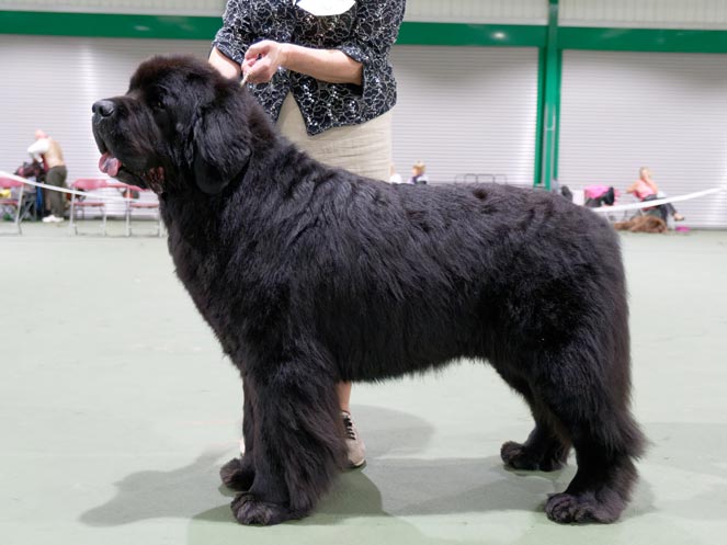 Winner of Special Open Black Dog