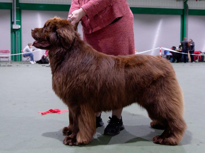 Winner of Special Open Brown Dog