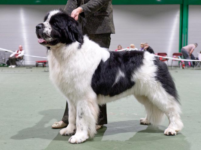 Winner of Special Open White & Black (Landseer) Dog