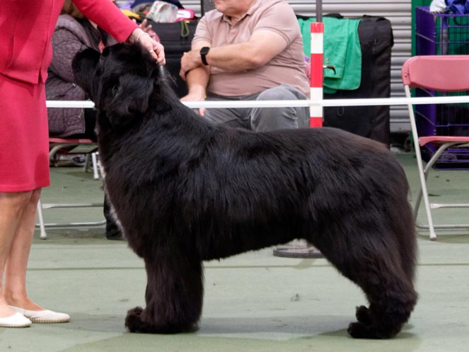 Winner of Champion Dog