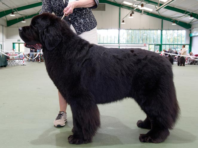 Winner of Special Open Black Dog