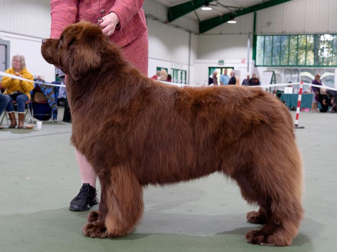 Winner of Special Open Brown Dog