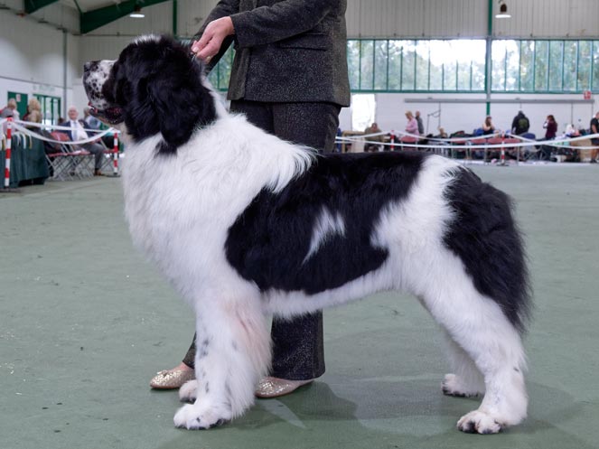 Winner of Special Open White & Black (Landseer) Dog