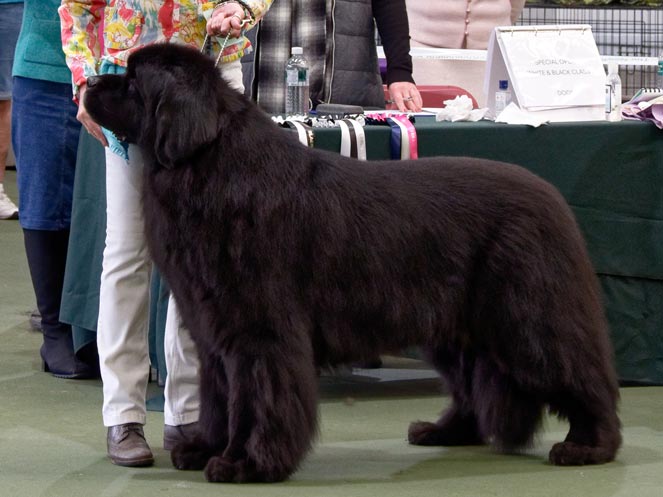 Winner of Veteran Dog