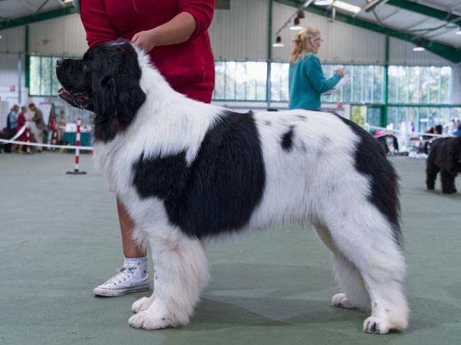 Winner of Yearling Dog