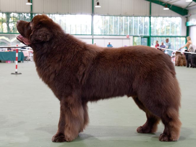 Winner of Post Graduate Dog