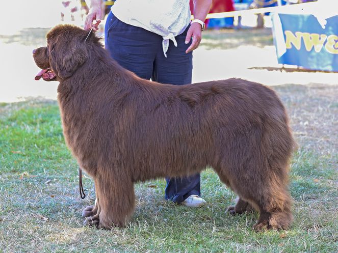 Winner of Special Open Brown Dog