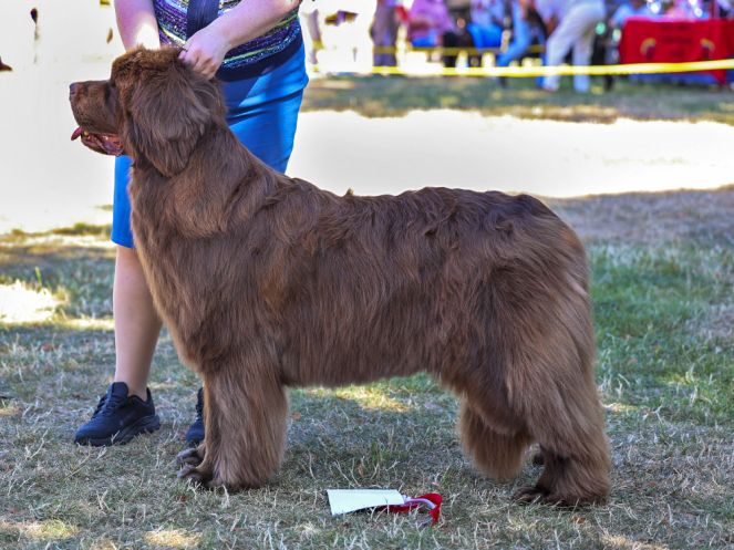 Winner of Veteran Bitch