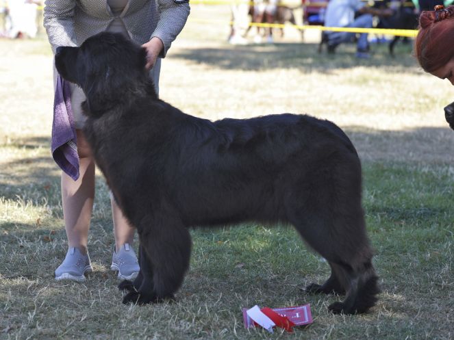 Winner of Minor Puppy Bitch