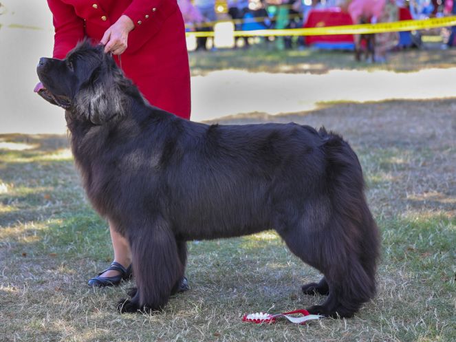 Winner of Post Graduate Bitch