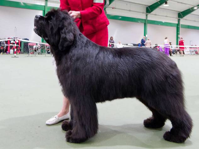 Winner of Champion Dog
