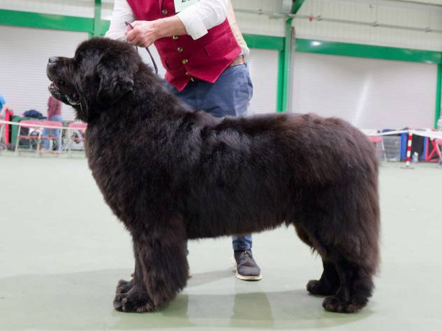 Winner of Special Open Black Dog