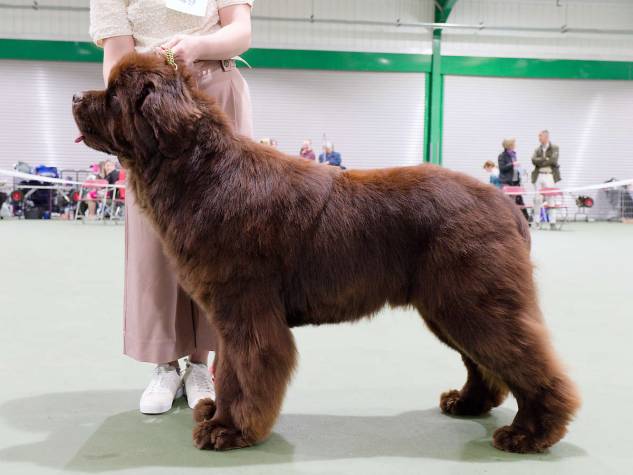 Winner of Special Open Brown Dog