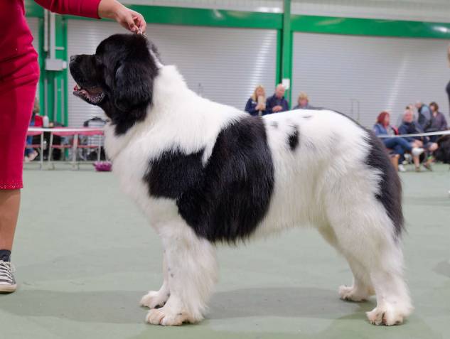 Winner of Special Open White & Black (Landseer) Dog
