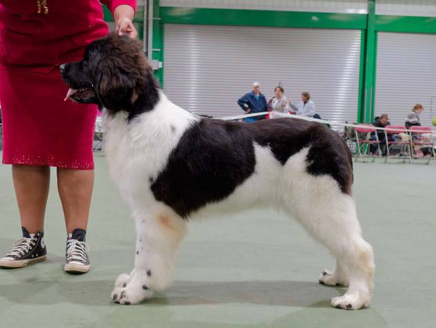 Winner of Minor Puppy Bitch