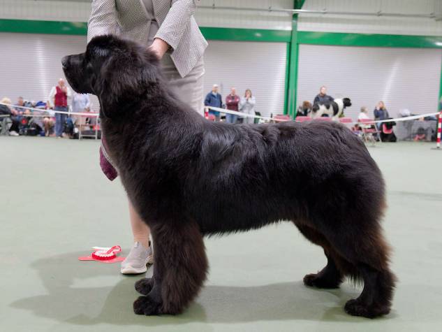 Winner of Puppy Bitch