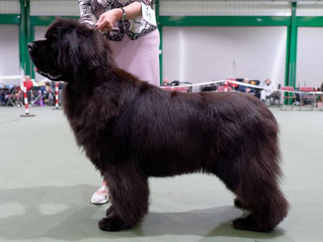 Winner of Veteran Bitch