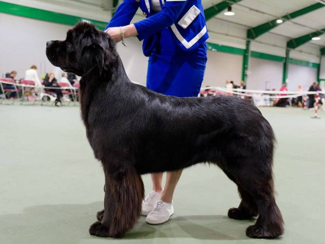 Winner of Junior Bitch