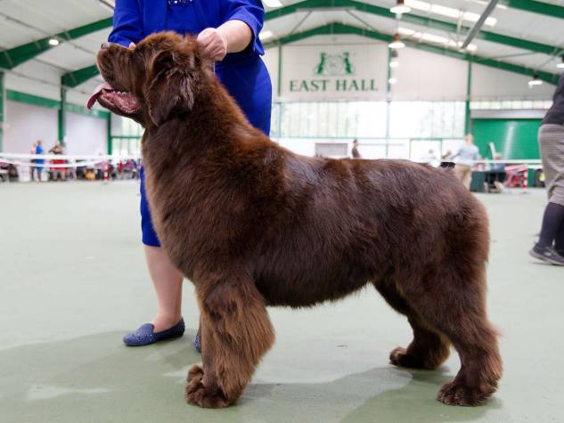 Winner of Yearling Bitch