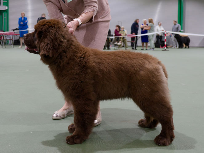 Winner of Baby Puppy Dog or Bitch