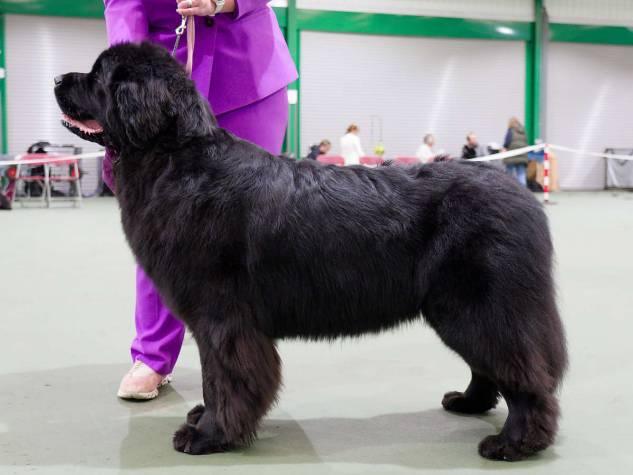 Winner of Mid Limit Bitch