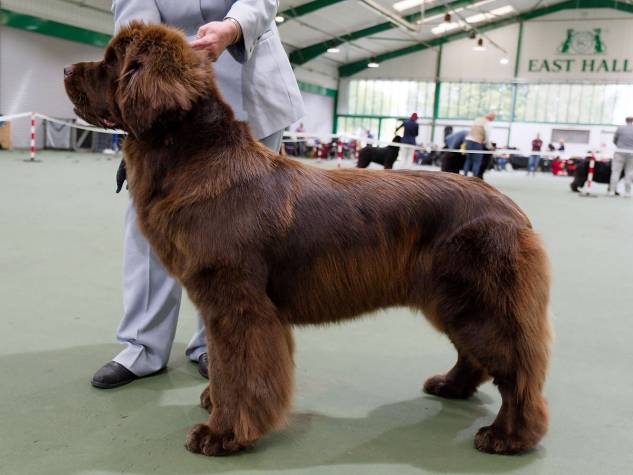 Winner of Limit Bitch