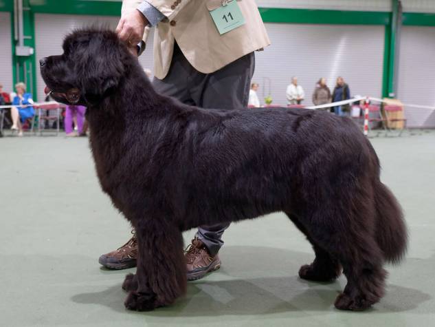 Winner of Open Bitch