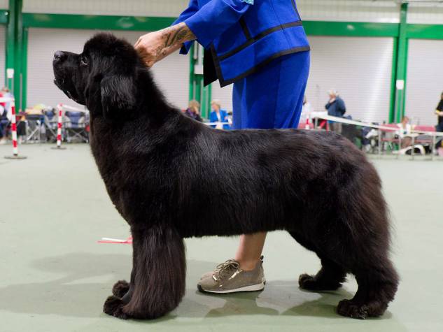 Winner of Champion Bitch