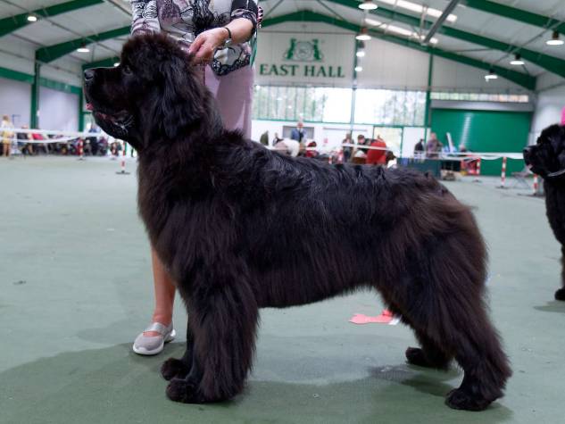 Winner of Special Open Black Bitch