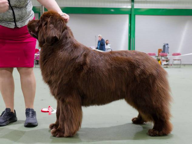 Winner of Special Open Brown Bitch