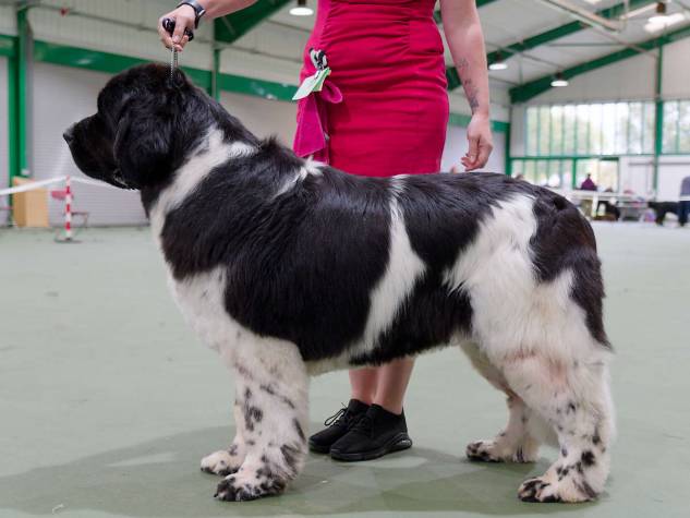 Winner of Special Open White & Black (Landseer) Bitch