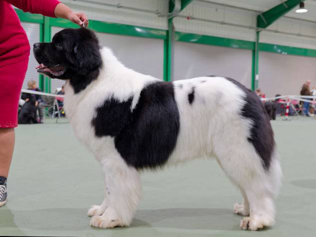 Winner of Mid Limit Dog