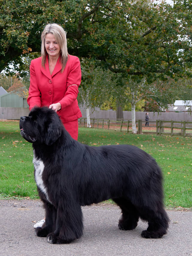 Best In Show winner, Ch. Sandbears Masterpiece