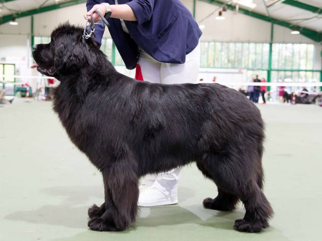 Winner of Open Bitch