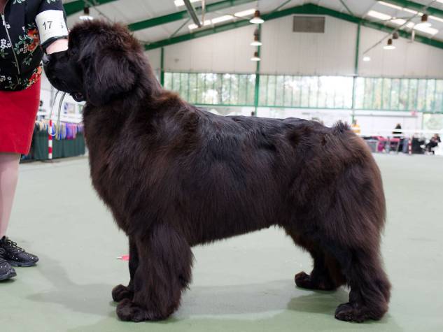 Winner of Special Open Black Bitch