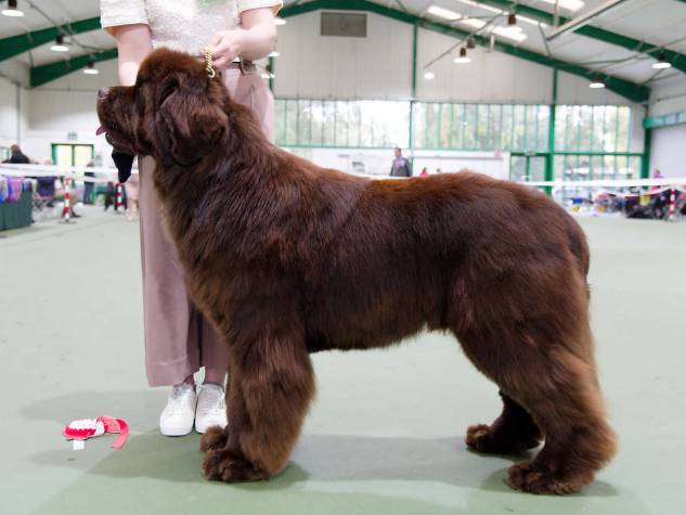 Winner of Yearling Dog