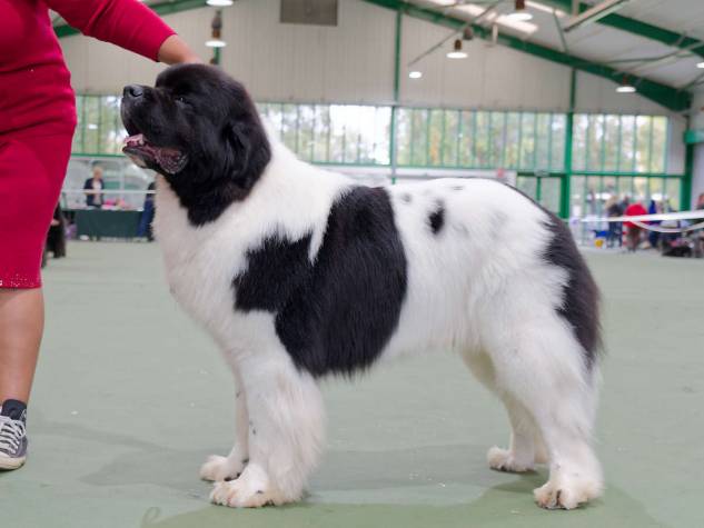 Winner of Mid Limit Dog