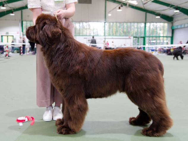 Winner of Special Open Brown Dog