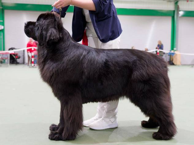 Winner of Mid Limit Bitch