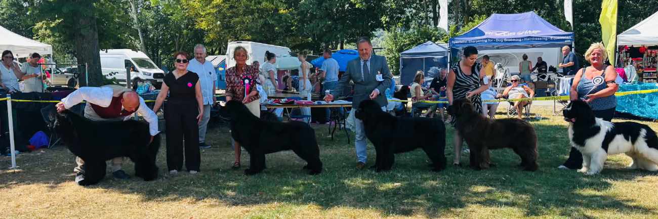 Dog class winners at the 11 July 2026 Newfoundland Club Open Show